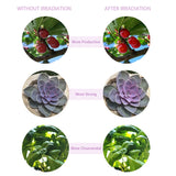 Lampara Phytolamp para plantas - Malltor