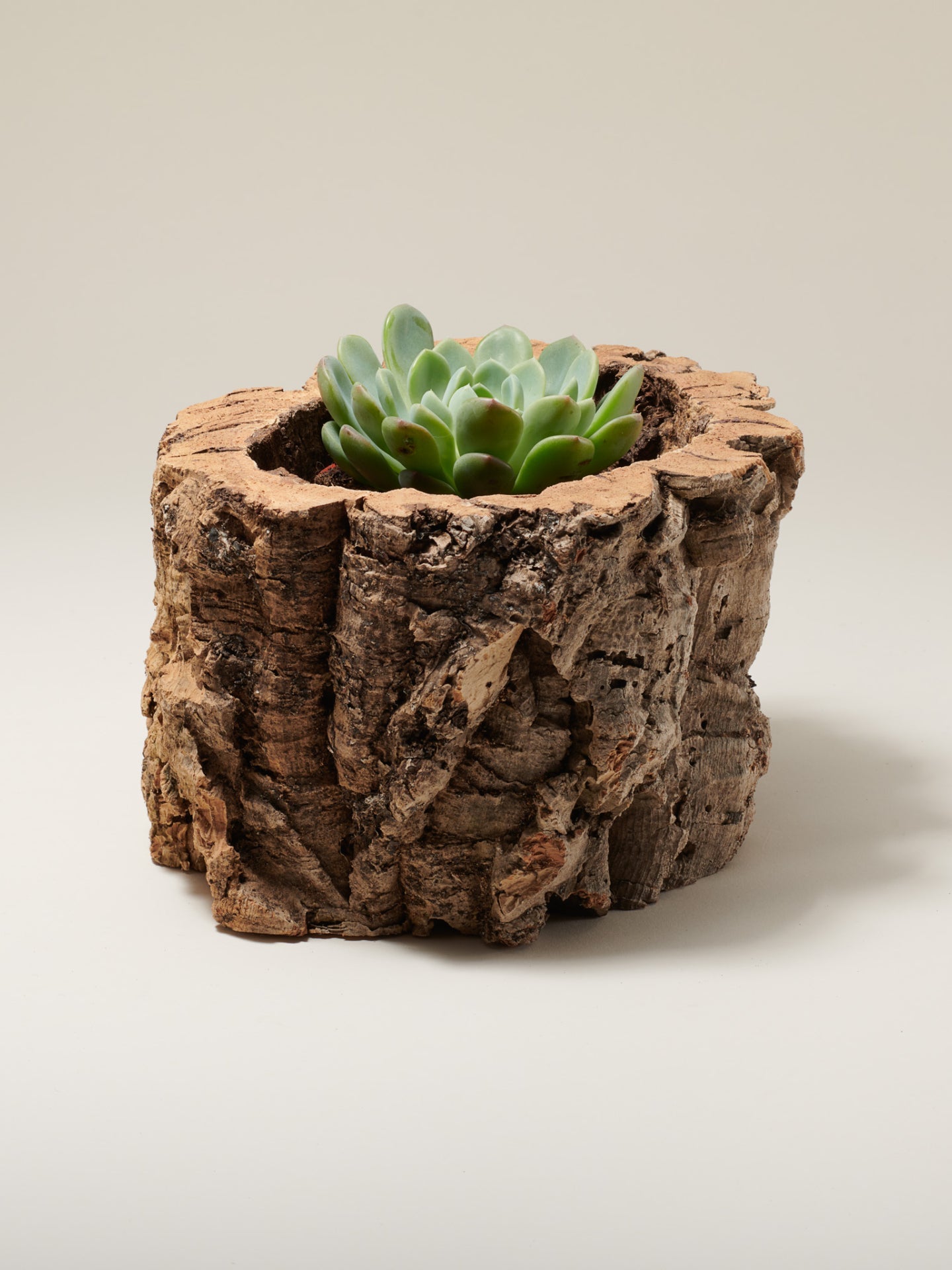 Maceta Natural de Corcho - DC-Tiradia - Diseño Rústico